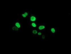 PPARA Monoclonal Antibody (OTI3G3), TrueMAB , OriGene 30 &mu;L; Unconjugated:Antibodies,