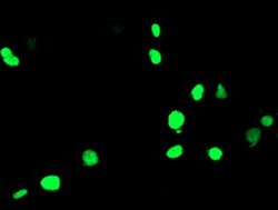 PPARA Mouse anti-Human, Mouse, Clone: OTI1E8, lyophilized, TrueMAB 100