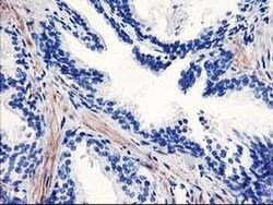 PPARA Monoclonal Antibody (OTI2G6), TrueMAB , OriGene 100 &mu;L; Unconjugated:Antibodies,