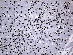 PPARD Mouse anti-Human, Clone: OTI4D10, lyophilized, TrueMAB 100 &mu;g;