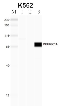 Invitrogen PPARGC1A Polyclonal Antibody 100 &mu;L; Unconjugated:Antibodies,