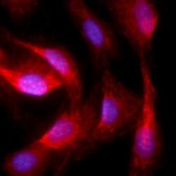 Invitrogen PPAR gamma-2 Polyclonal Antibody, Alexa Fluor 647 50 &mu;g;