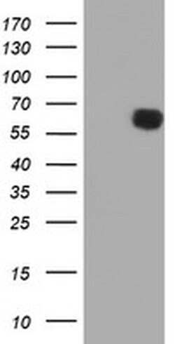PPAT Monoclonal Antibody (OTI1C2), TrueMAB , OriGene 100 &mu;L; Unconjugated:Antibodies,