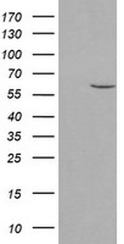 PPAT Monoclonal Antibody (OTI1C4), TrueMAB , OriGene:Antibodies:Primary