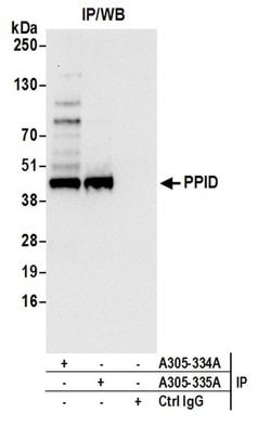 PPID Rabbit anti-Human, Mouse, Polyclonal, Bethyl Laboratories 100 &mu;L;