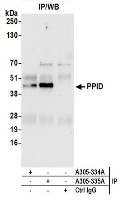 PPID Rabbit anti-Human, Polyclonal, Bethyl Laboratories 100 &mu;l; Unlabeled:Antibodies,