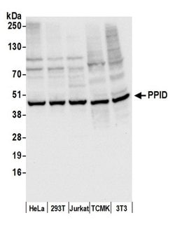 PPID Rabbit anti-Human, Mouse, Polyclonal, Bethyl Laboratories 100 &mu;L;