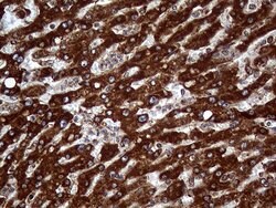 PPIF Monoclonal Antibody (OTI7D12), TrueMAB , OriGene:Antibodies:Primary