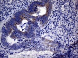PPIF Monoclonal Antibody (OTI6E7), TrueMAB , OriGene 100 &mu;L; Unconjugated:Antibodies,