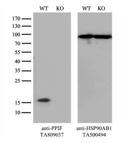 PPIF Monoclonal Antibody (OTI6E7), TrueMAB , OriGene 30 &mu;L; Unconjugated:Antibodies,