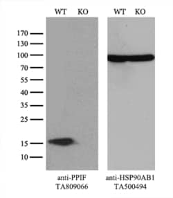 PPIF Monoclonal Antibody (OTI4D3), TrueMAB , OriGene:Antibodies:Primary