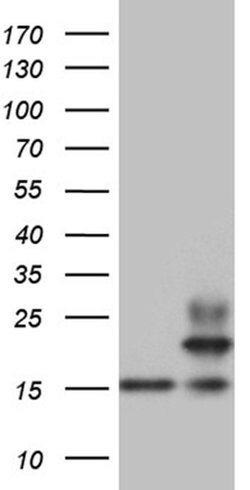 PPIF Monoclonal Antibody (OTI7D12), TrueMAB , OriGene:Antibodies:Primary