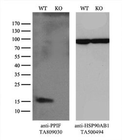 PPIF Monoclonal Antibody (OTI7D12), TrueMAB , OriGene 100 &mu;L; Unconjugated:Antibodies,