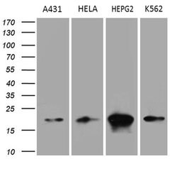PPIF Monoclonal Antibody (OTI7D12), TrueMAB , OriGene 100 &mu;L; Unconjugated:Antibodies,