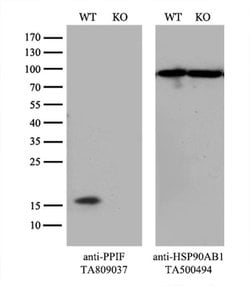PPIF Monoclonal Antibody (OTI6E7), TrueMAB , OriGene 100 &mu;L; Unconjugated:Antibodies,