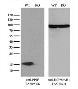 PPIF Monoclonal Antibody (OTI4D3), TrueMAB , OriGene 100 &mu;L; Unconjugated:Antibodies,
