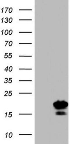PPIH Mouse anti-Human, Clone: OTI2D11, lyophilized, TrueMAB 100 &mu;g;