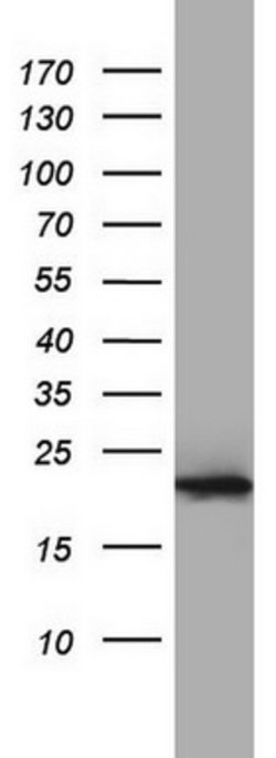 PPIH Mouse anti-Human, Clone: OTI2D11, lyophilized, TrueMAB 100 &mu;g;