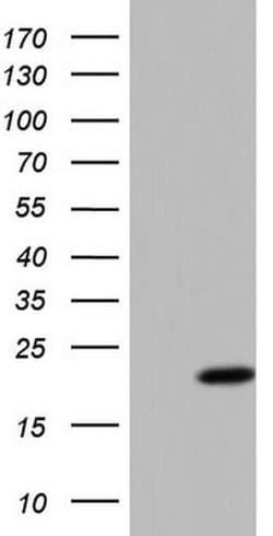 PPIL1 Monoclonal Antibody (OTI2D1), TrueMAB , OriGene:Antibodies:Primary
