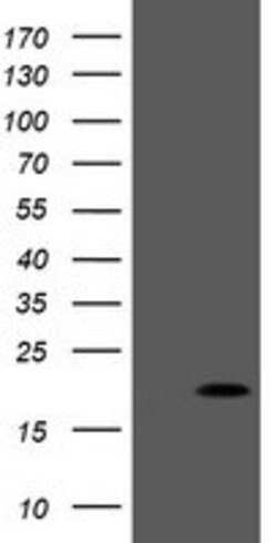 PPIL3 Mouse anti-Human, Clone: OTI1G3, lyophilized, TrueMAB 100 &mu;g;