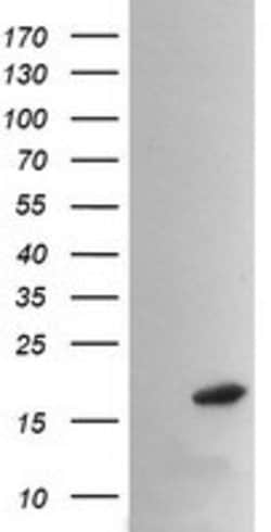 PPIL3 Mouse anti-Human, Clone: OTI1D4, lyophilized, TrueMAB 100 &mu;g;