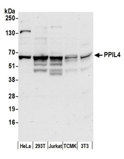 PPIL4 Polyclonal Antibody, Bethyl Laboratories 20 &mu;L; Unconjugated:Antibodies,