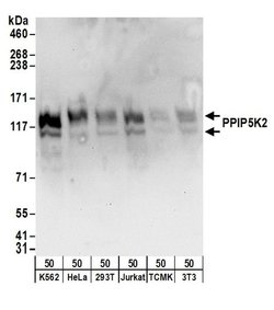 PPIP5K2 Rabbit anti-Human, Mouse, Polyclonal, Bethyl Laboratories 100 &mu;L;