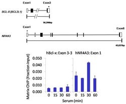 Invitrogen PPM1A Polyclonal Antibody 100 &mu;L | Buy Online | Invitrogen&trade; | Fisher Scientific