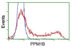 PPM1B Monoclonal Antibody (OTI2H5), TrueMAB , OriGene:Antibodies:Primary