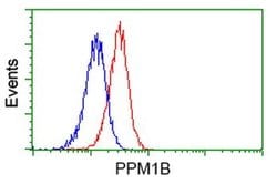 PPM1B Monoclonal Antibody (OTI3A10), TrueMAB , OriGene 30 &mu;L; Unconjugated:Antibodies,
