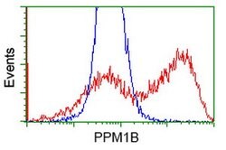 PPM1B Mouse anti-Canine, Human, Rat, Clone: OTI3F2, lyophilized, TrueMAB