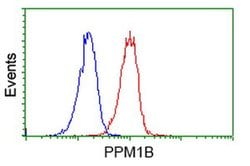PPM1B Monoclonal Antibody (OTI3C9), TrueMAB , OriGene 100 &mu;L; Unconjugated:Antibodies,