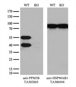 PPM1B Mouse anti-Canine, Human, Rat, Clone: OTI3F2, lyophilized, TrueMAB