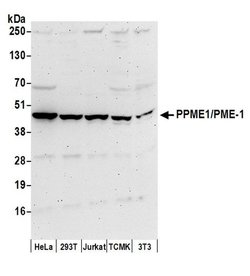 PPME1/PME-1 Polyclonal Antibody, Bethyl Laboratories 20 &mu;L; Unconjugated:Antibodies,