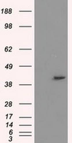 PPME1 Mouse anti-Human, Clone: OTI6H5, liquid, TrueMAB 100 &mu;L; Unconjugated:Antibodies,