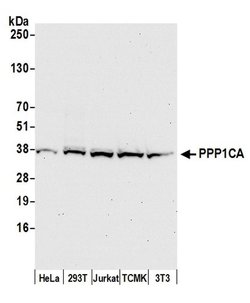 PPP1CA Rabbit anti-Human, Mouse, Polyclonal, Bethyl Laboratories 100 &mu;L;