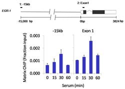 Invitrogen PP1 beta Polyclonal Antibody 100 &mu;L; Unconjugated:Antibodies,