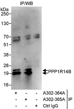 PPP1R14B Rabbit anti-Human, Polyclonal, Bethyl Laboratories 10 &mu;L; Unconjugated:Antibodies,