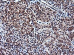 PPP1R15A Monoclonal Antibody (OTI4F1), TrueMAB , OriGene 30 &mu;L; Unconjugated:Antibodies,