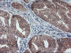 PPP1R15A Monoclonal Antibody (OTI4F1), TrueMAB , OriGene:Antibodies:Primary