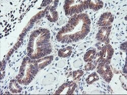 PPP1R15A Monoclonal Antibody (OTI4F1), TrueMAB , OriGene 30 &mu;L; Unconjugated:Antibodies,