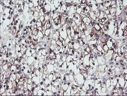 PPP1R15A Monoclonal Antibody (OTI4F1), TrueMAB , OriGene:Antibodies:Primary