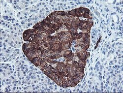 PPP1R15A Monoclonal Antibody (OTI1E1), TrueMAB , OriGene 100 &mu;L; Unconjugated:Antibodies,
