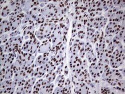 PPP1R8 Monoclonal Antibody (OTI4E5), TrueMAB , OriGene 100 &mu;L; Unconjugated:Antibodies,