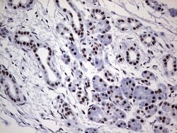 PPP1R8 Monoclonal Antibody (OTI4E5), TrueMAB , OriGene 100 &mu;L; Unconjugated:Antibodies,