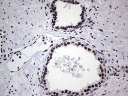 PPP1R8 Monoclonal Antibody (OTI4E5), TrueMAB , OriGene 100 &mu;L; Unconjugated:Antibodies,