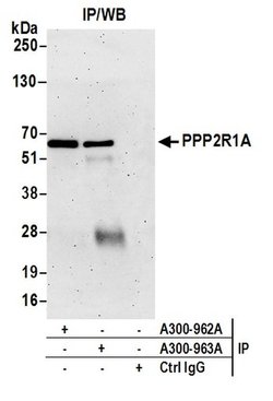 PPP2R1A Rabbit anti-Human, Mouse, Polyclonal, Bethyl Laboratories 100 &mu;L;