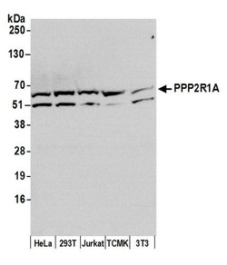 PPP2R1A Polyclonal Antibody, Bethyl Laboratories 20 &mu;L; Unconjugated:Antibodies,