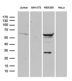 PPP2R1B Monoclonal Antibody (OTI9F3), TrueMAB , OriGene:Antibodies:Primary