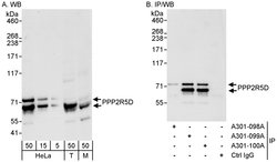 PPP2R5D Rabbit anti-Human, Mouse, Polyclonal, Bethyl Laboratories 100 &mu;L;